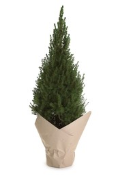 Photo of Potted small spruce tree wrapped in paper isolated on white