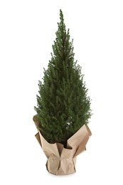 Photo of Potted small spruce tree wrapped in paper isolated on white