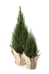 Photo of Potted small spruce trees wrapped in paper isolated on white