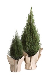 Photo of Potted small spruce trees wrapped in paper isolated on white