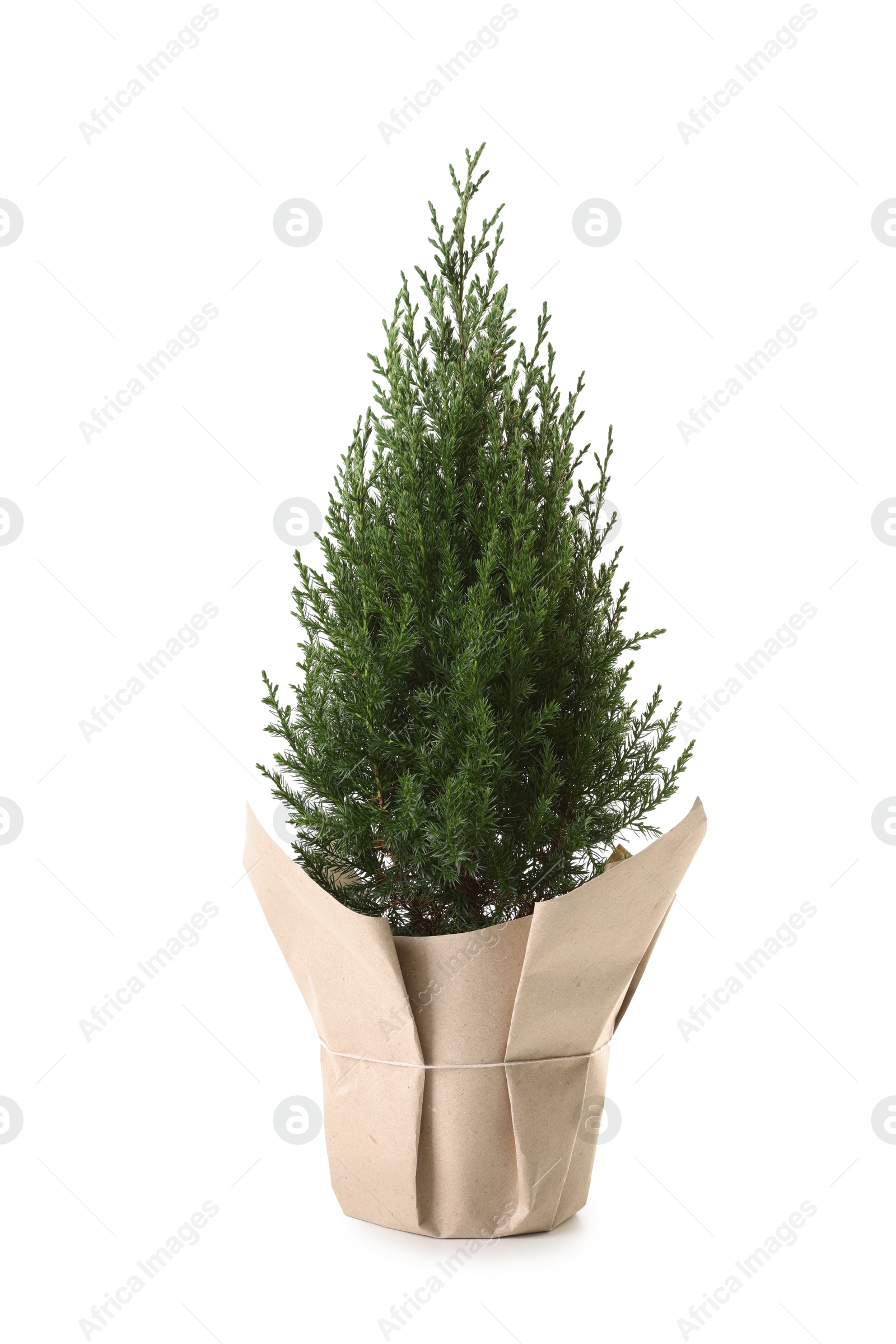 Photo of Potted small spruce tree wrapped in paper isolated on white