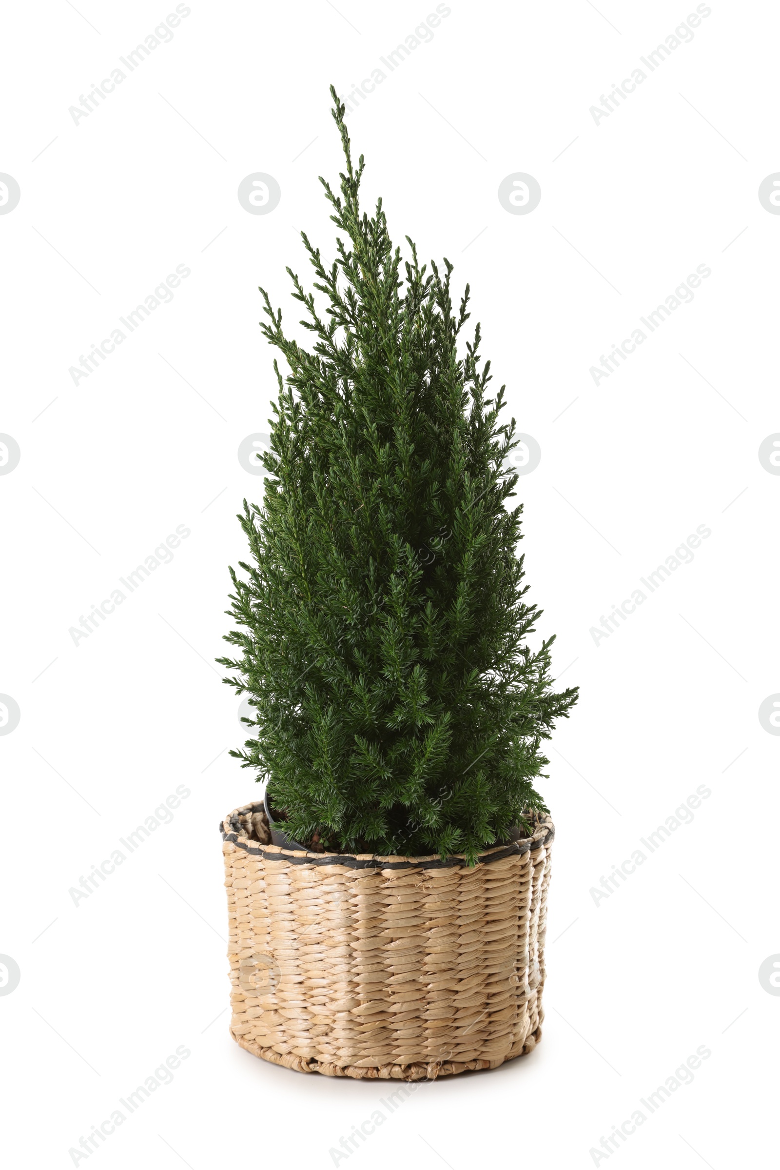 Photo of Small spruce tree in basket isolated on white