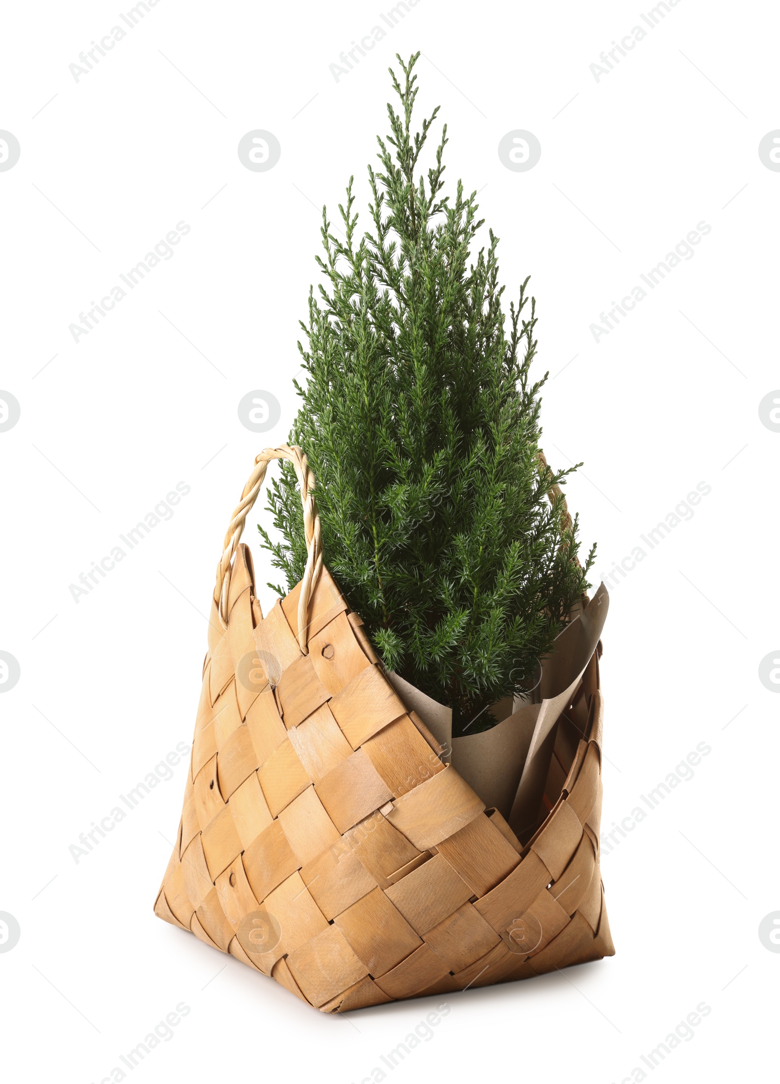 Photo of Small spruce tree in basket isolated on white