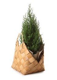 Photo of Small spruce tree in basket isolated on white