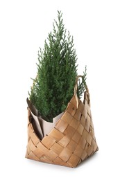 Photo of Small spruce tree in basket isolated on white