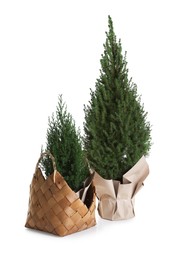 Photo of Two small spruce trees isolated on white