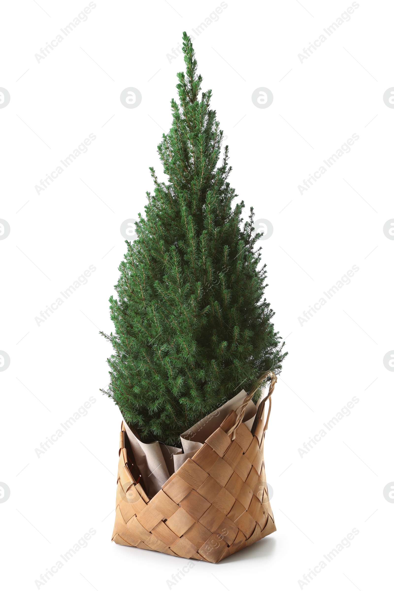 Photo of Small spruce tree in basket isolated on white