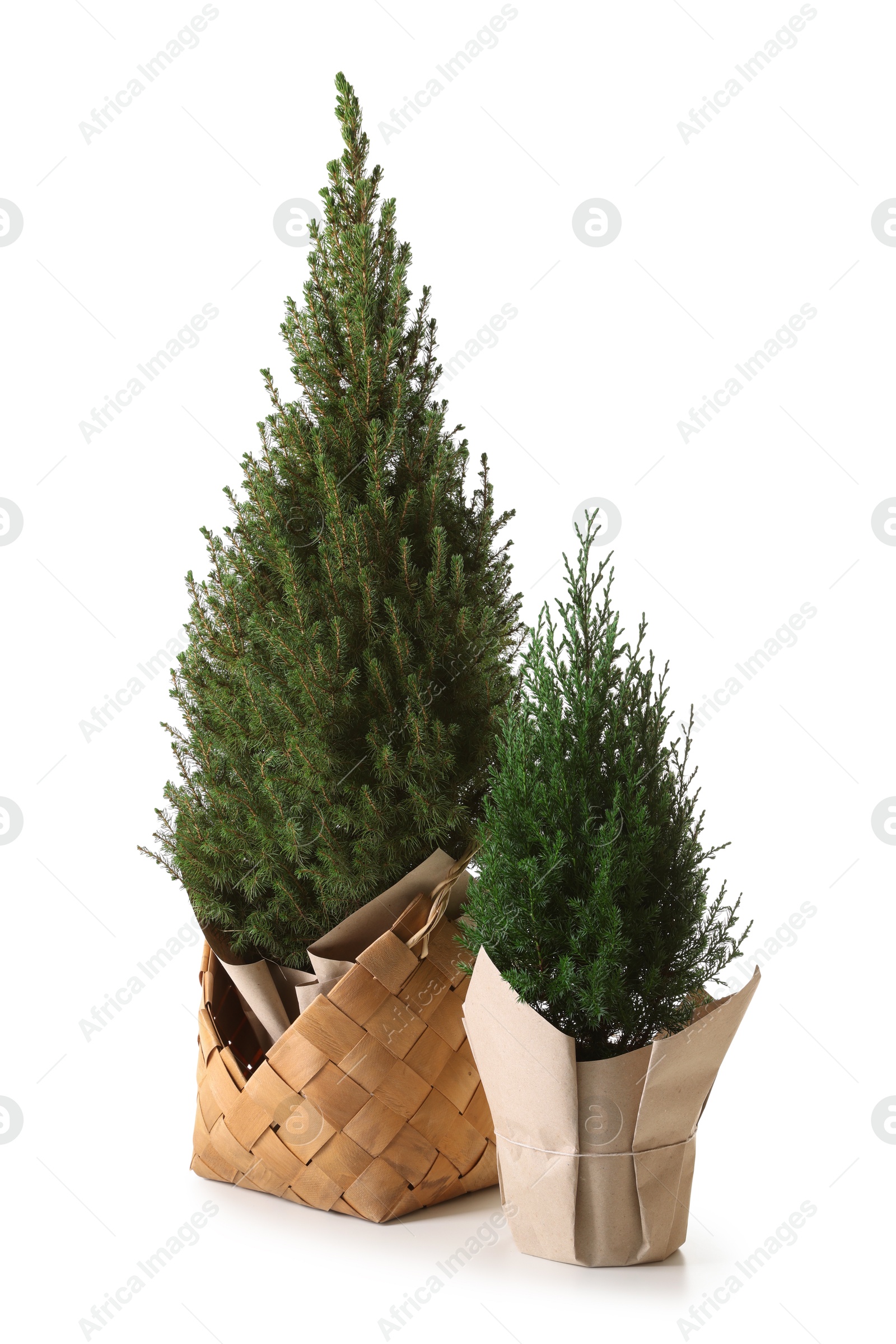 Photo of Two small spruce trees isolated on white