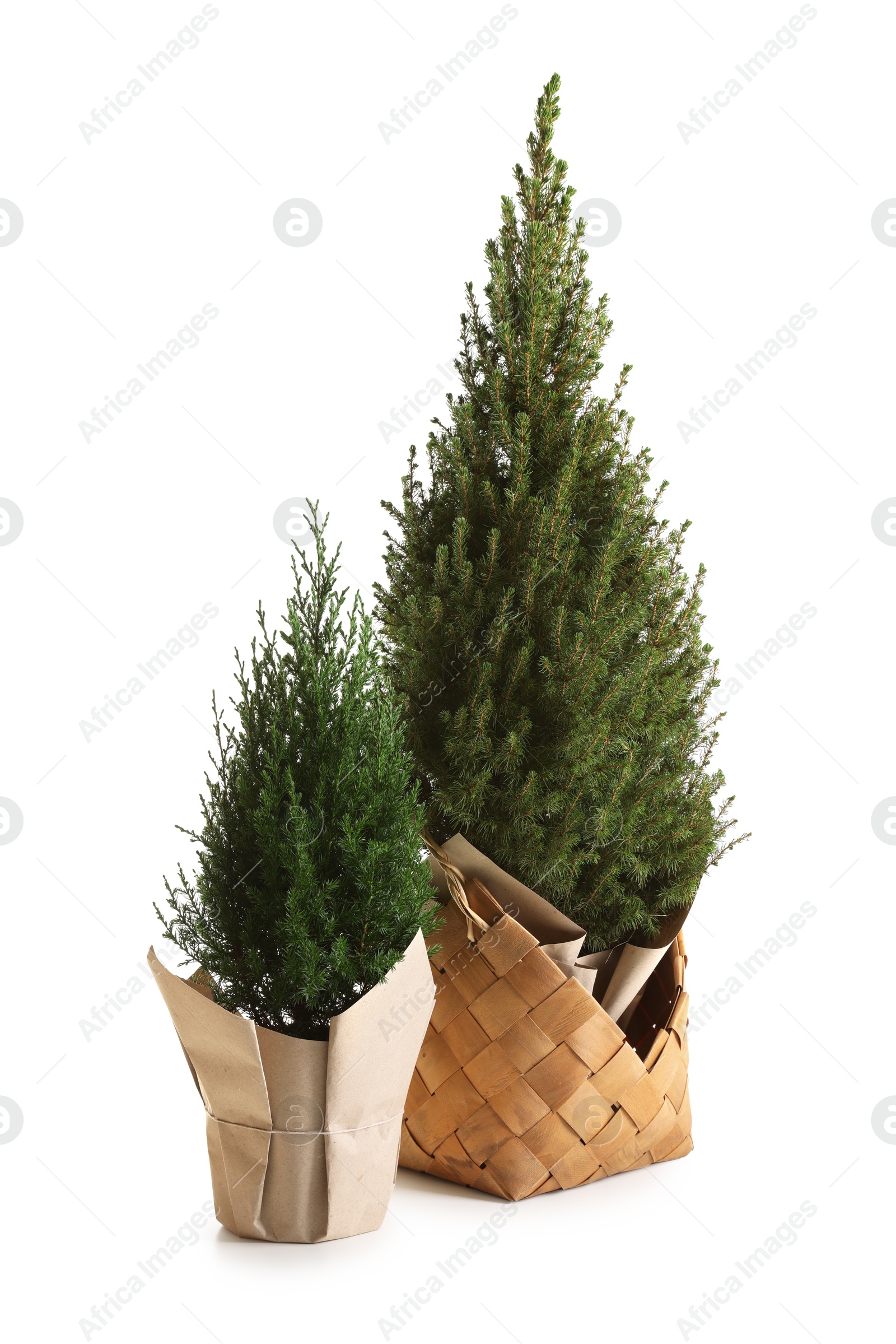 Photo of Two small spruce trees isolated on white