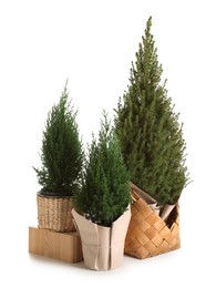 Photo of Three small spruce trees isolated on white