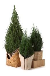 Photo of Three small spruce trees isolated on white