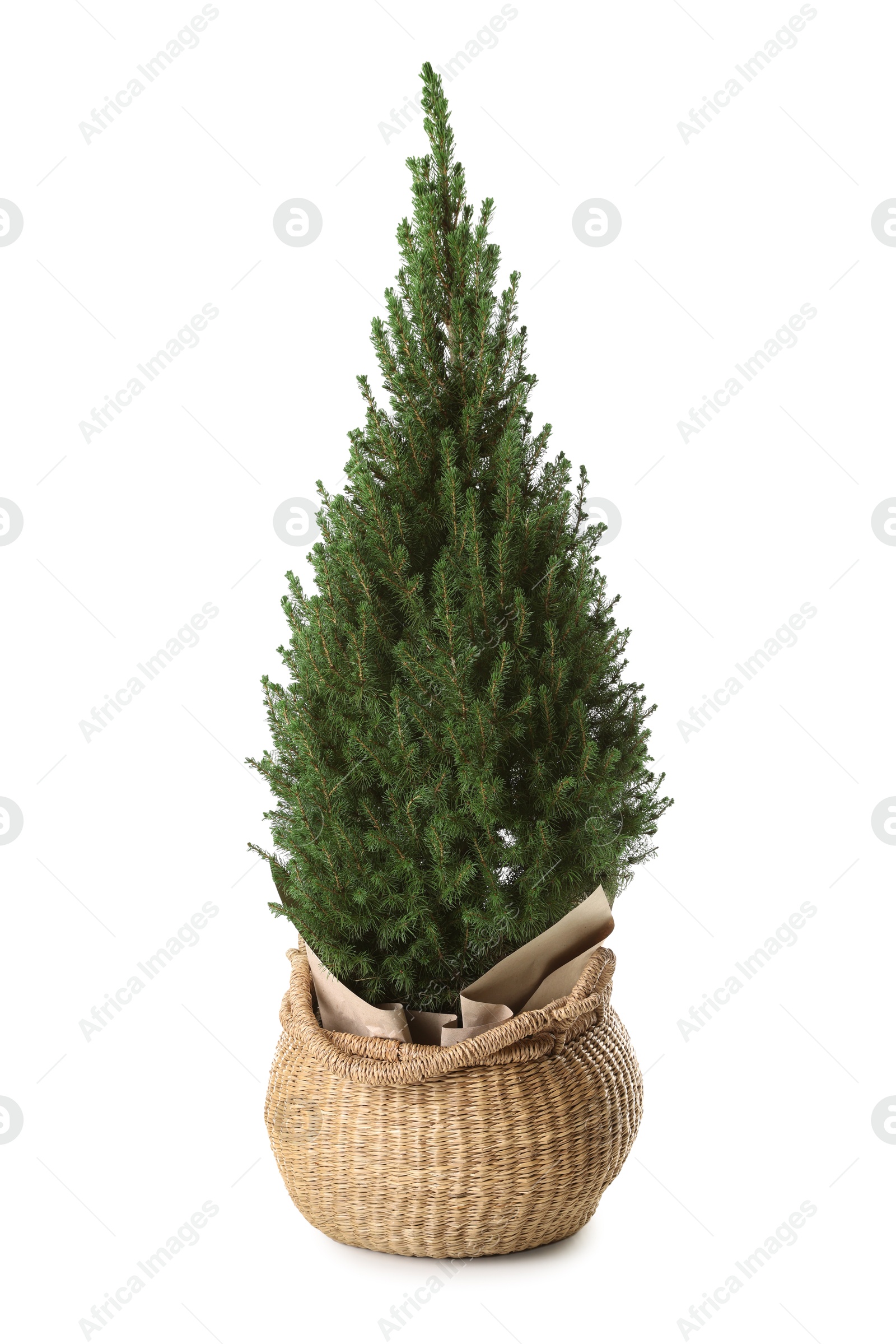 Photo of Small spruce tree in basket isolated on white