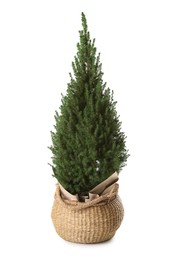 Photo of Small spruce tree in basket isolated on white