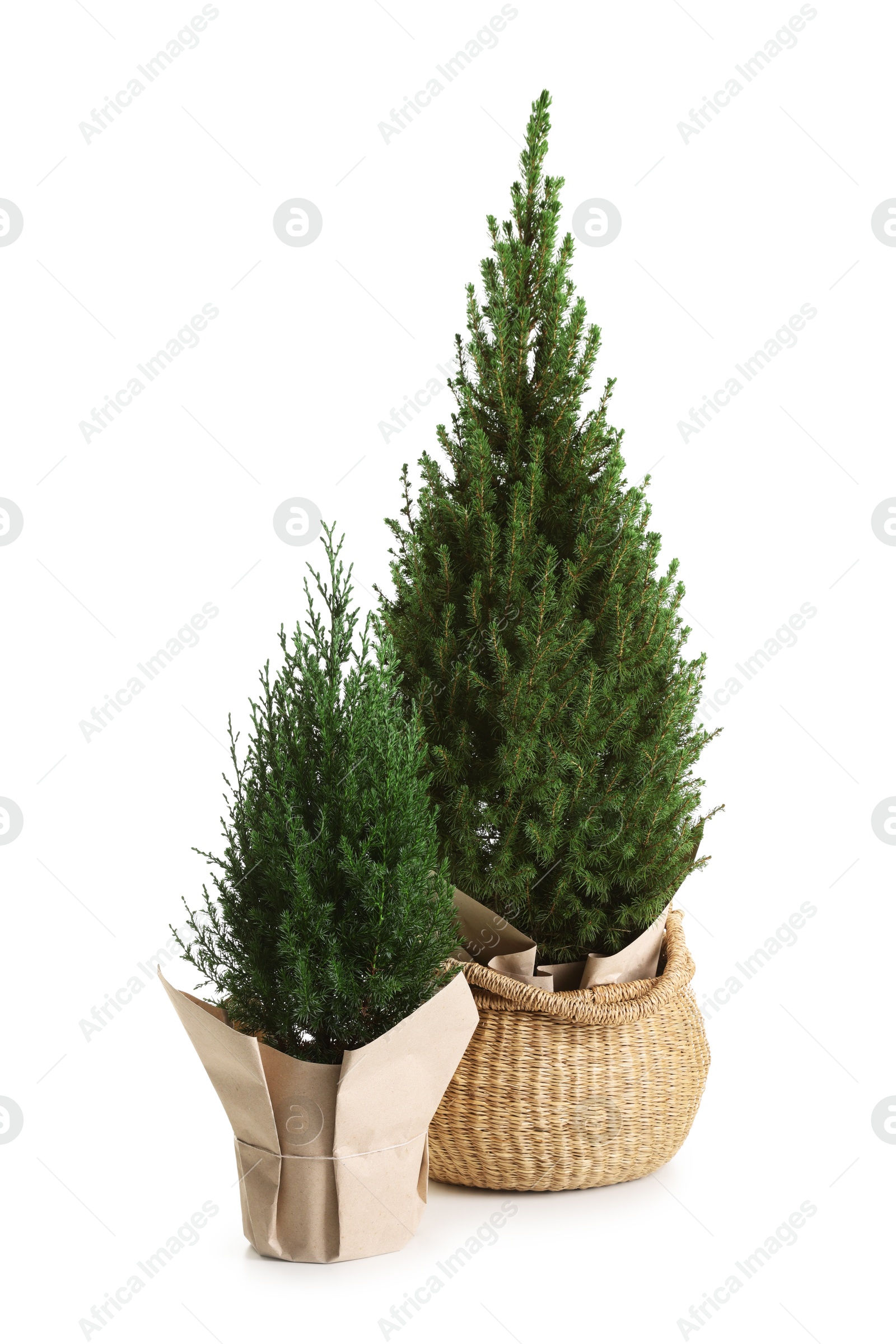 Photo of Two small spruce trees isolated on white