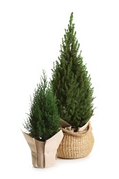 Photo of Two small spruce trees isolated on white