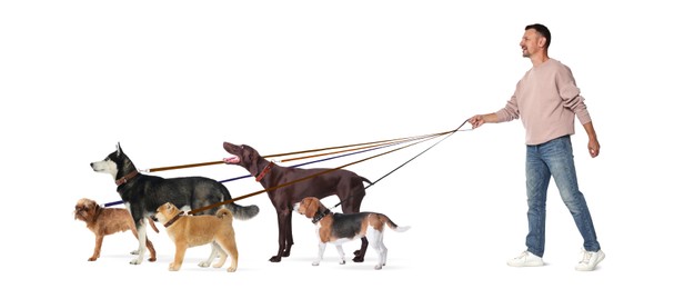 Image of Man with five different dogs on white background. Dog walking service