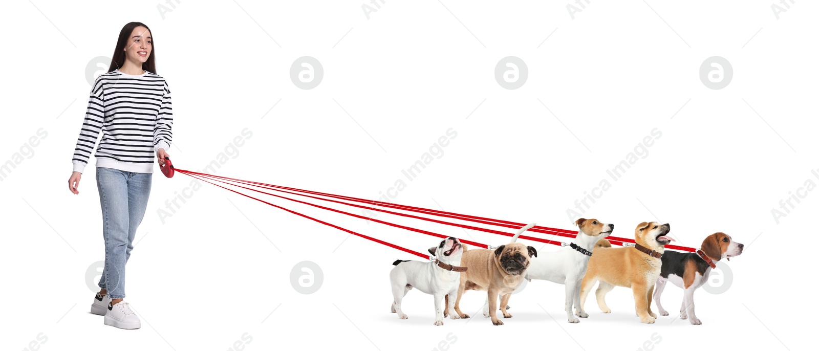 Image of Young woman with five different dogs on white background. Dog walking service