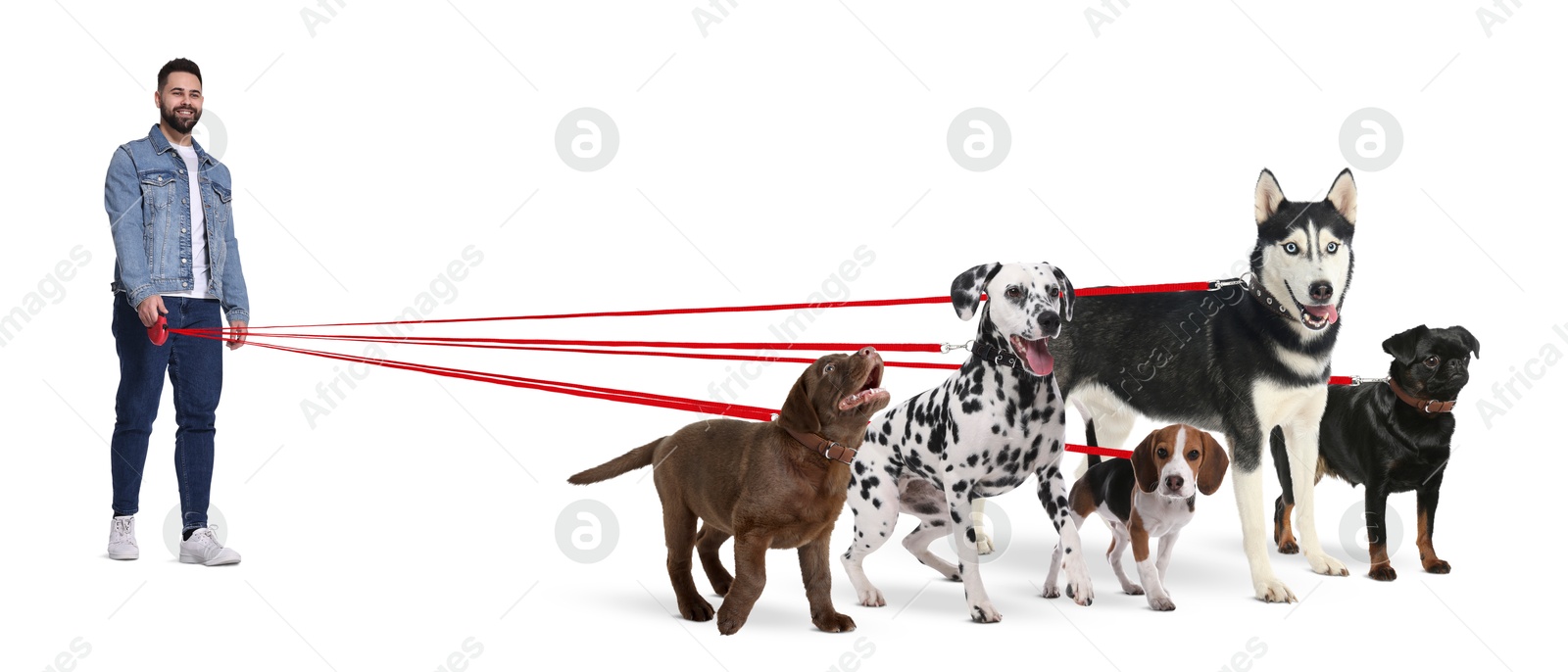 Image of Young man with five different dogs on white background. Dog walking service