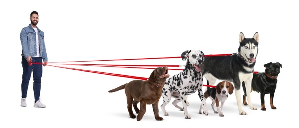 Young man with five different dogs on white background. Dog walking service