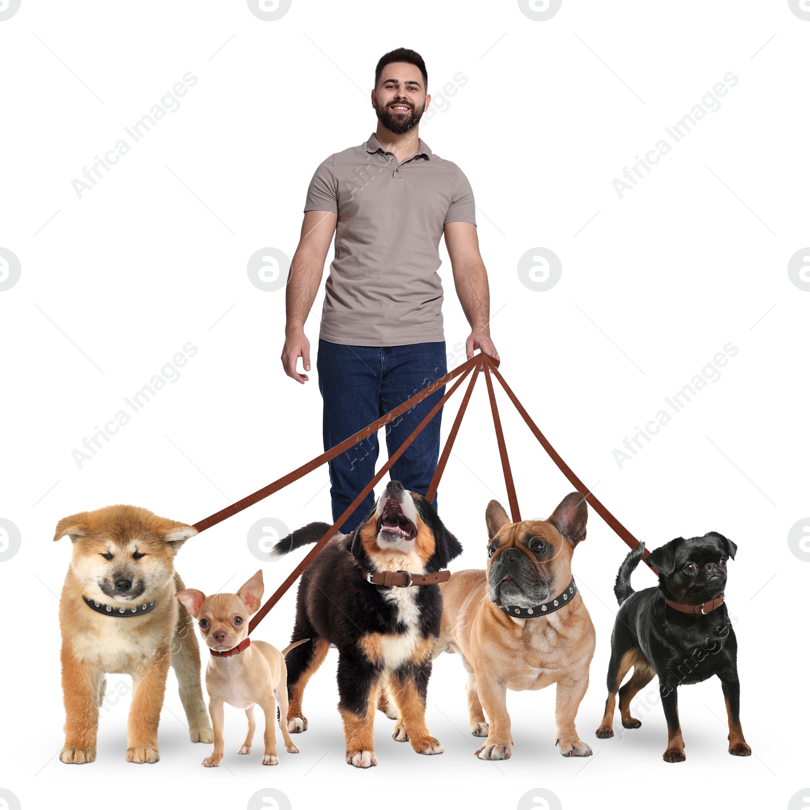 Image of Young man with five different dogs on white background. Dog walking service