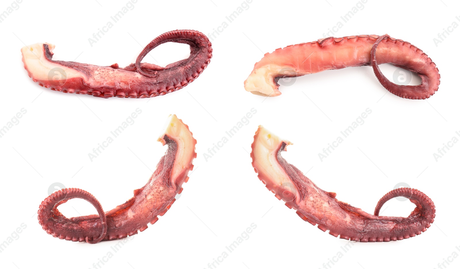 Image of Raw octopus tentacles isolated on white, collage