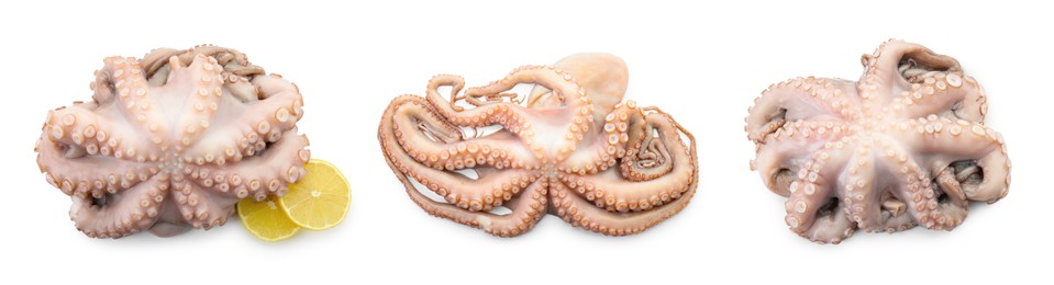 Image of Fresh raw octopus isolated on white, collage