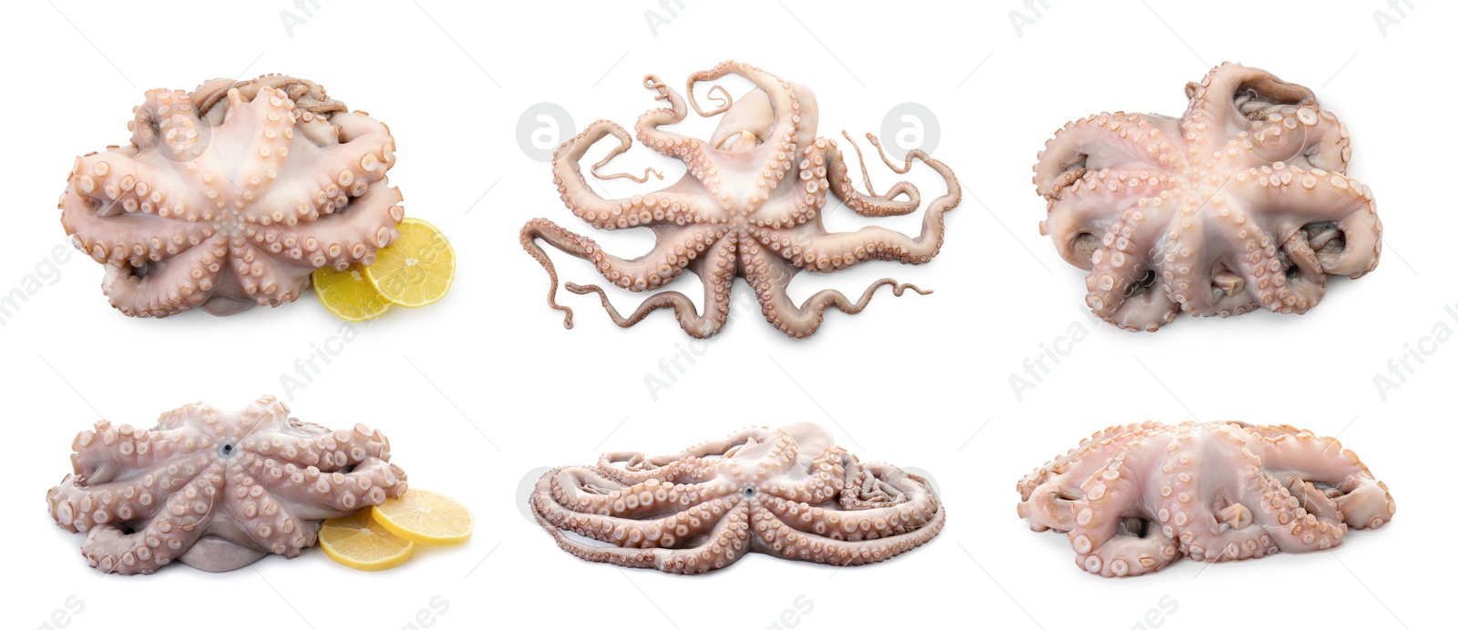 Image of Fresh raw octopus isolated on white, collage