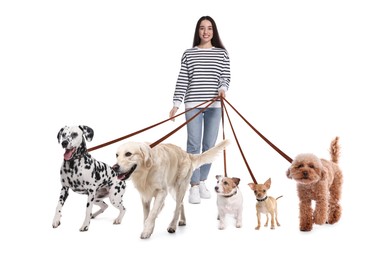 Image of Young woman with five different dogs on white background. Dog walking service