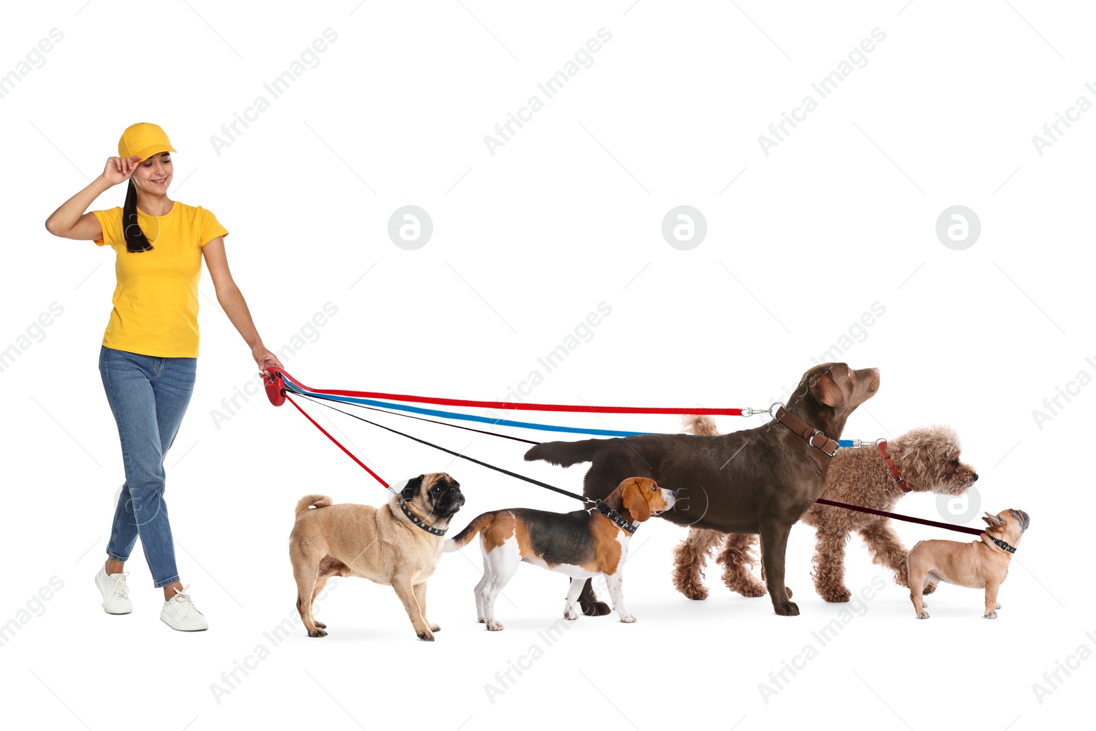 Image of Dog walker with five different dogs on white background