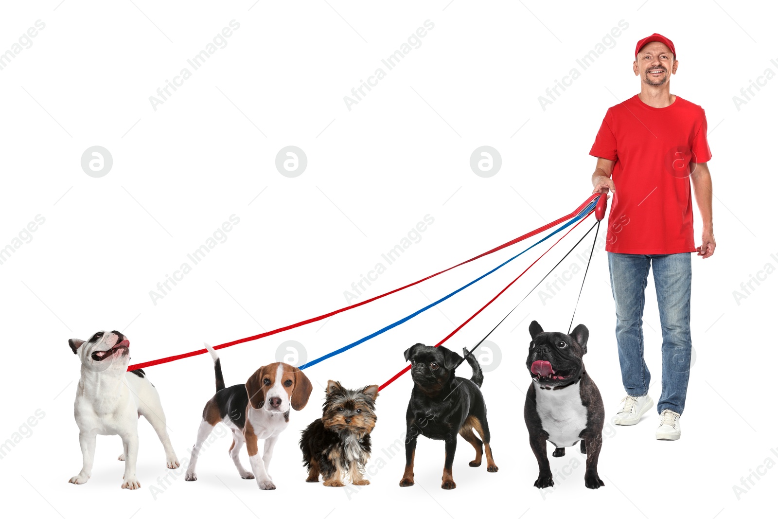 Image of Dog walker with five different dogs on white background