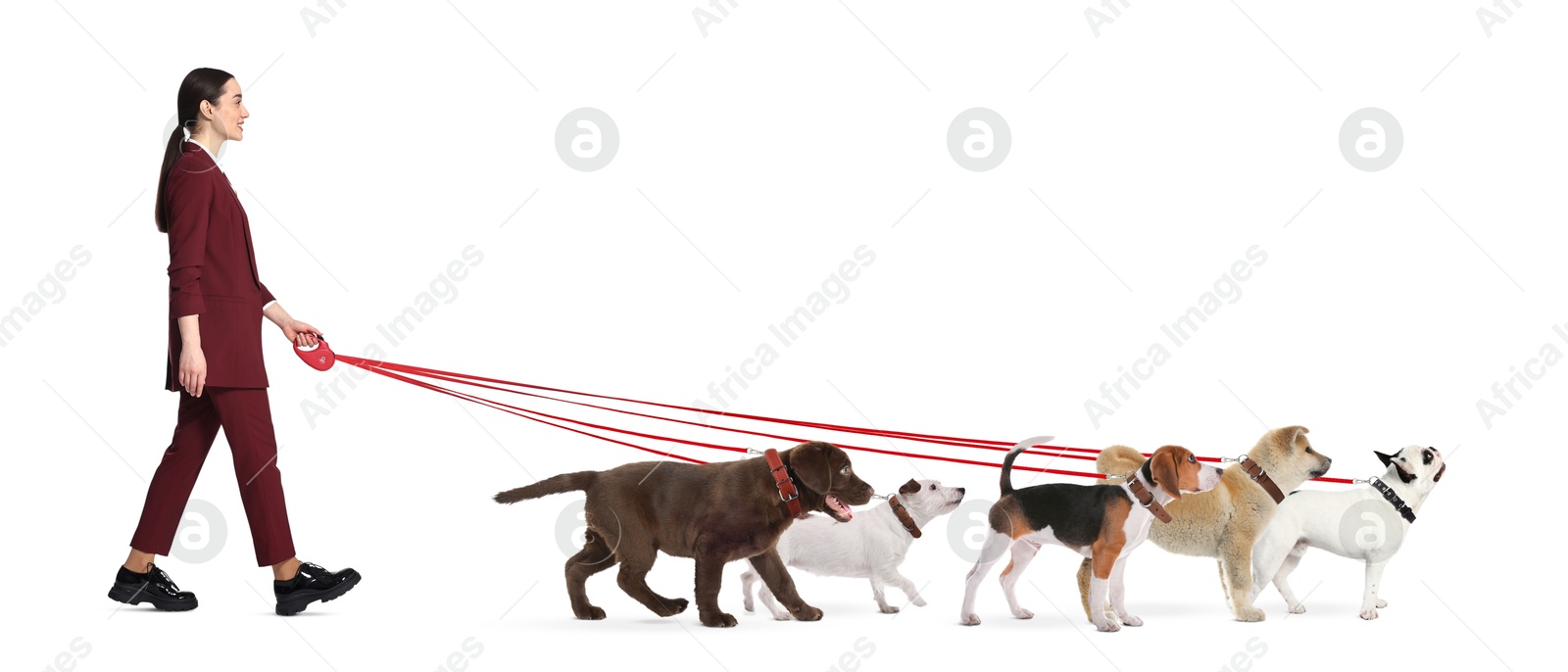 Image of Young woman with five different dogs on white background. Dog walking service