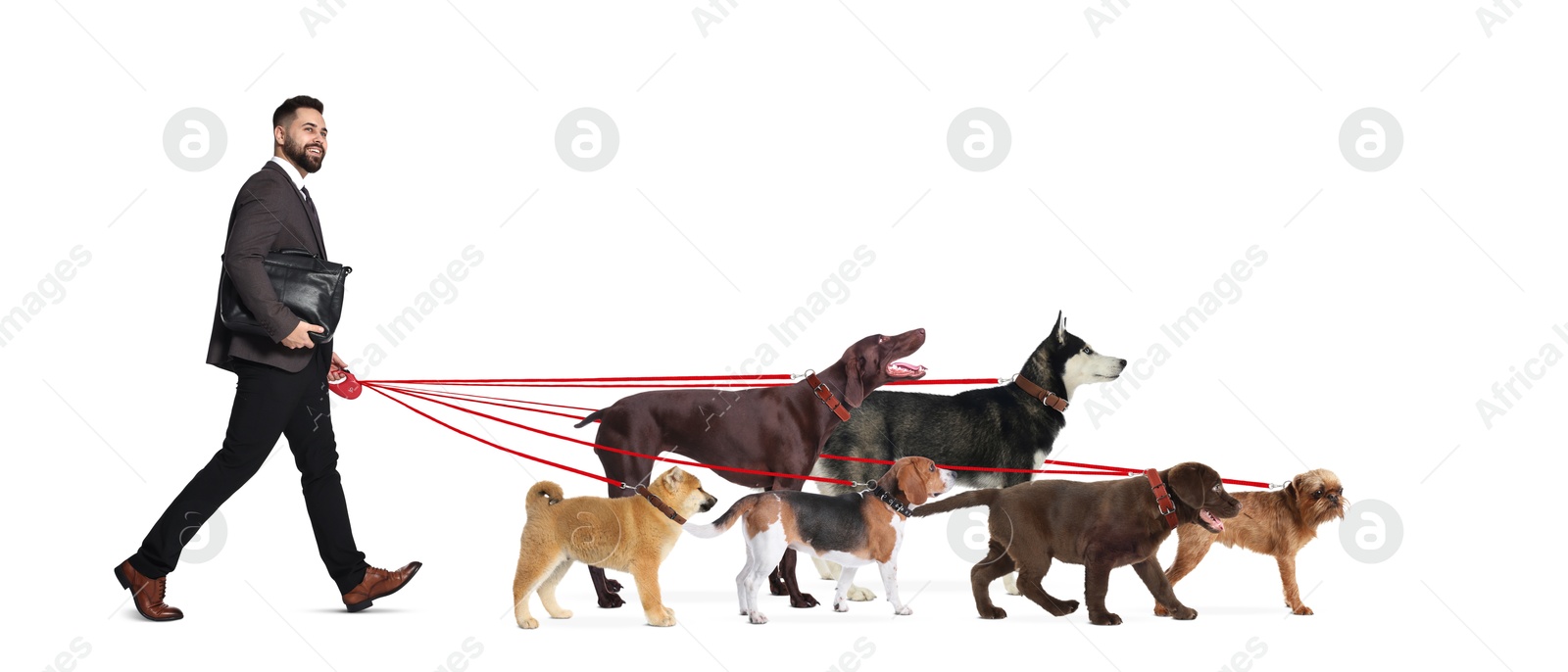 Image of Young man with six different dogs on white background. Dog walking service