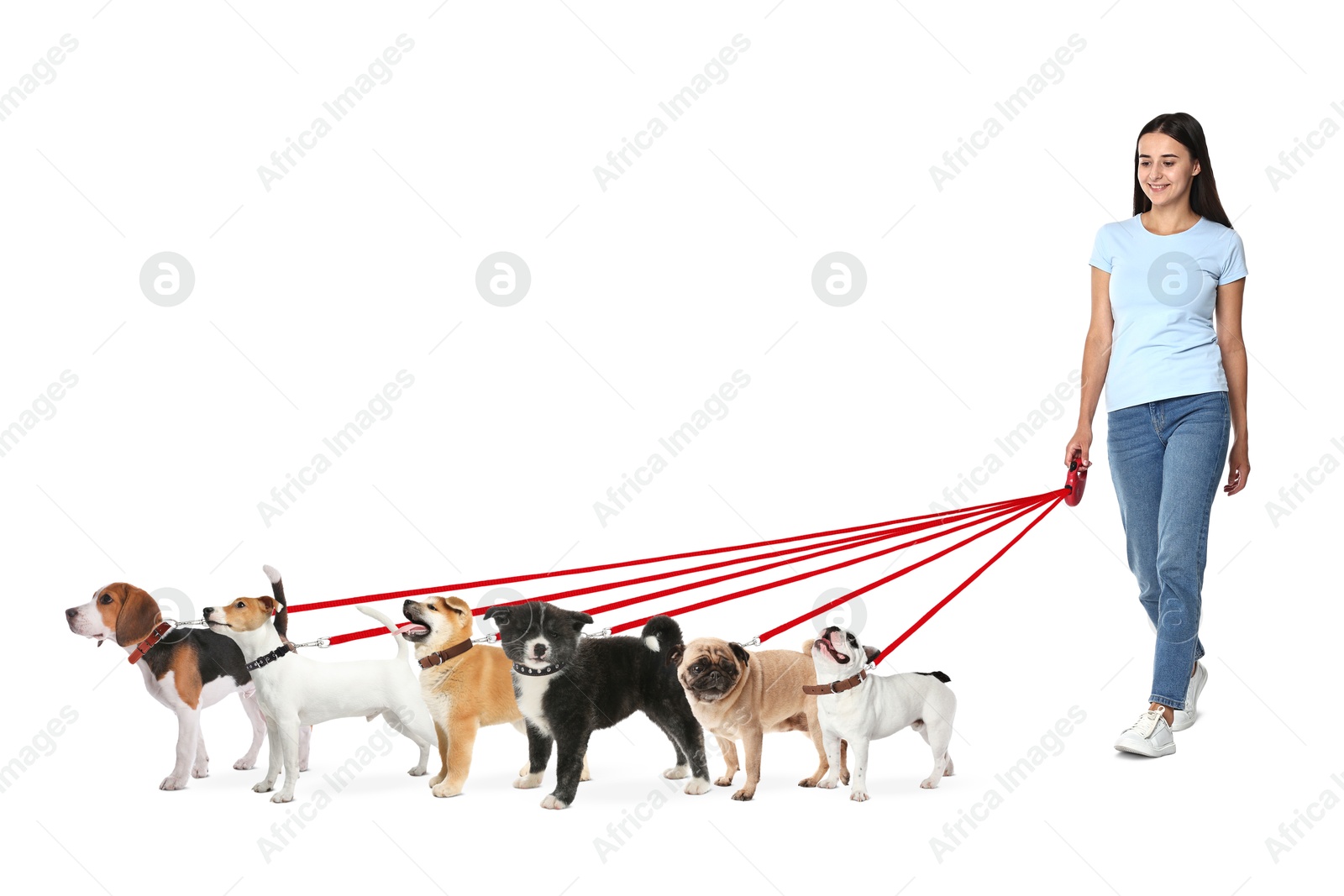 Image of Young woman with six different dogs on white background. Dog walking service