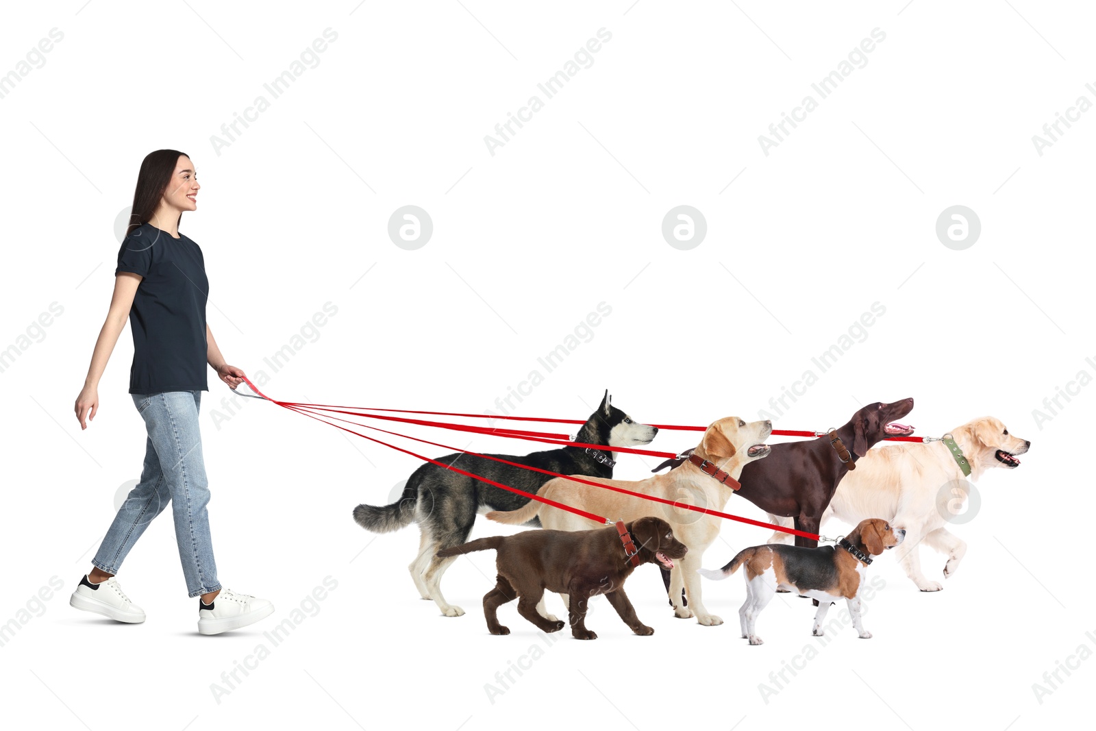 Image of Young woman with six different dogs on white background. Dog walking service