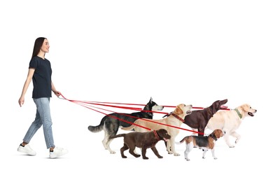 Image of Young woman with six different dogs on white background. Dog walking service