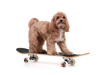 Photo of Cute Maltipoo dog on skateboard against white background