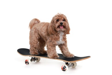 Photo of Cute Maltipoo dog on skateboard against white background