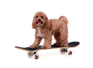 Photo of Cute Maltipoo dog on skateboard against white background