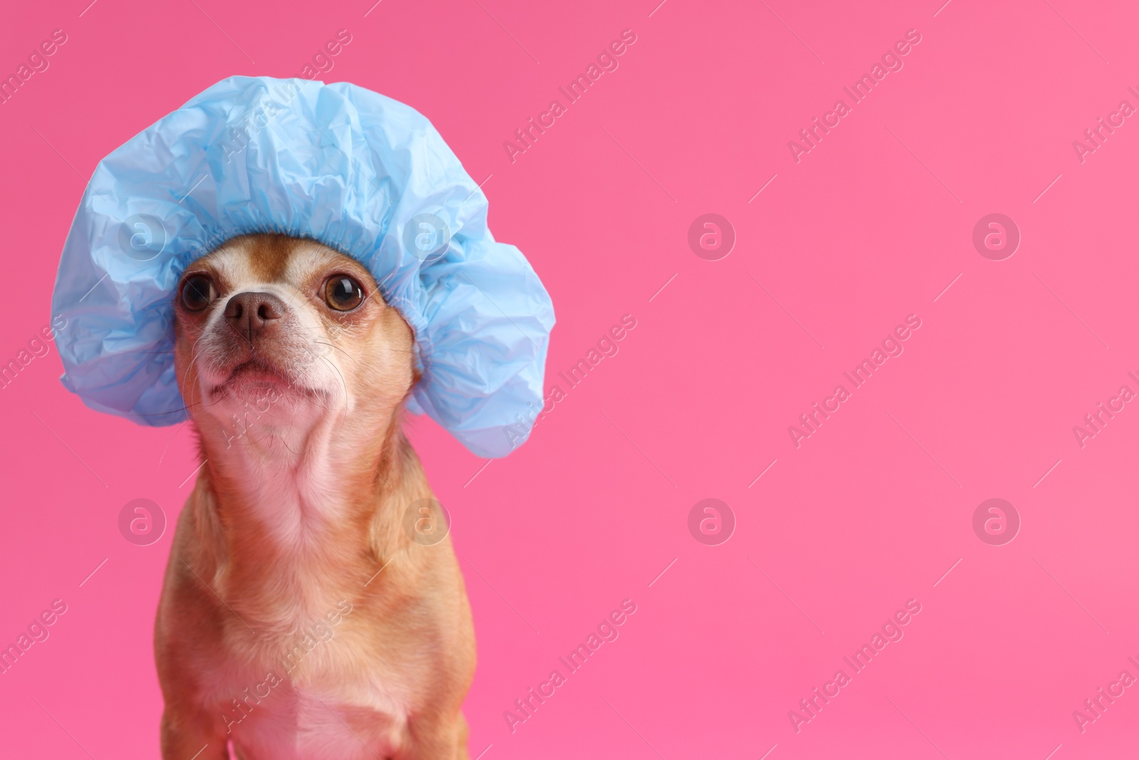 Photo of Cute funny dog in light blue shower cap on pink background. Space for text