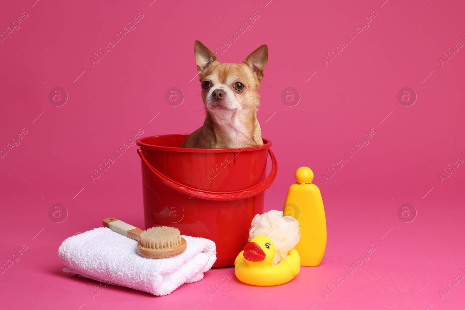 Photo of Cute funny dog in plastic bucket with different accessories for bathing on pink background