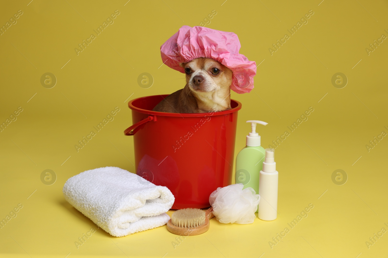 Photo of Cute funny dog with shower cap and different accessories for bathing on yellow background