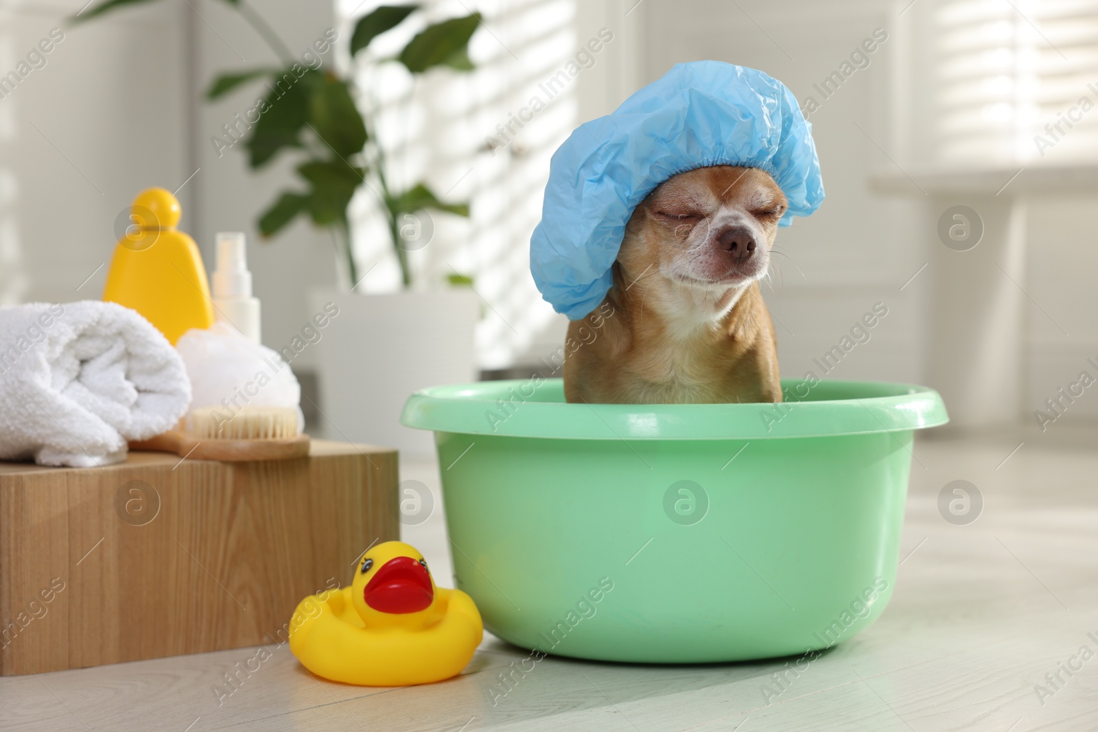 Photo of Cute funny dog with shower cap and different accessories for bathing at home