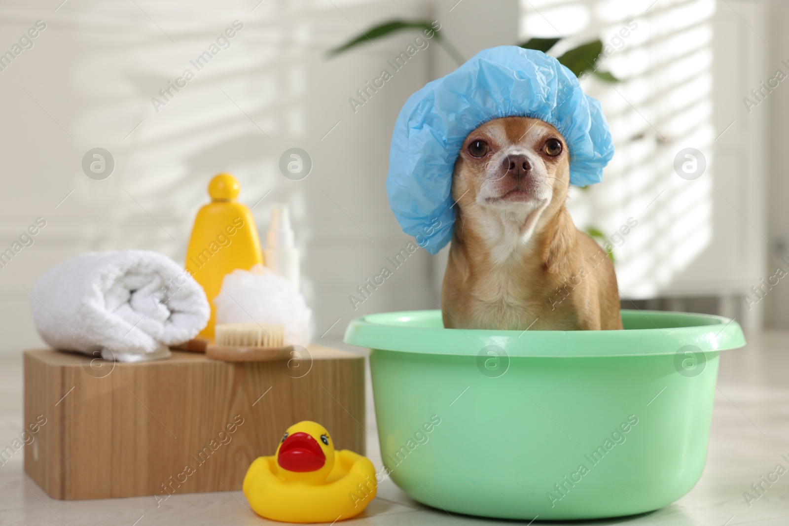 Photo of Cute funny dog with shower cap and different accessories for bathing at home