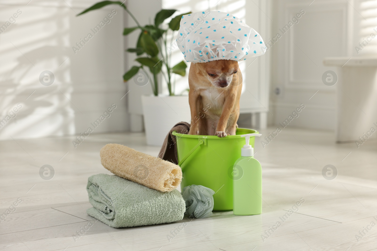 Photo of Cute funny dog with shower cap and different accessories for bathing at home