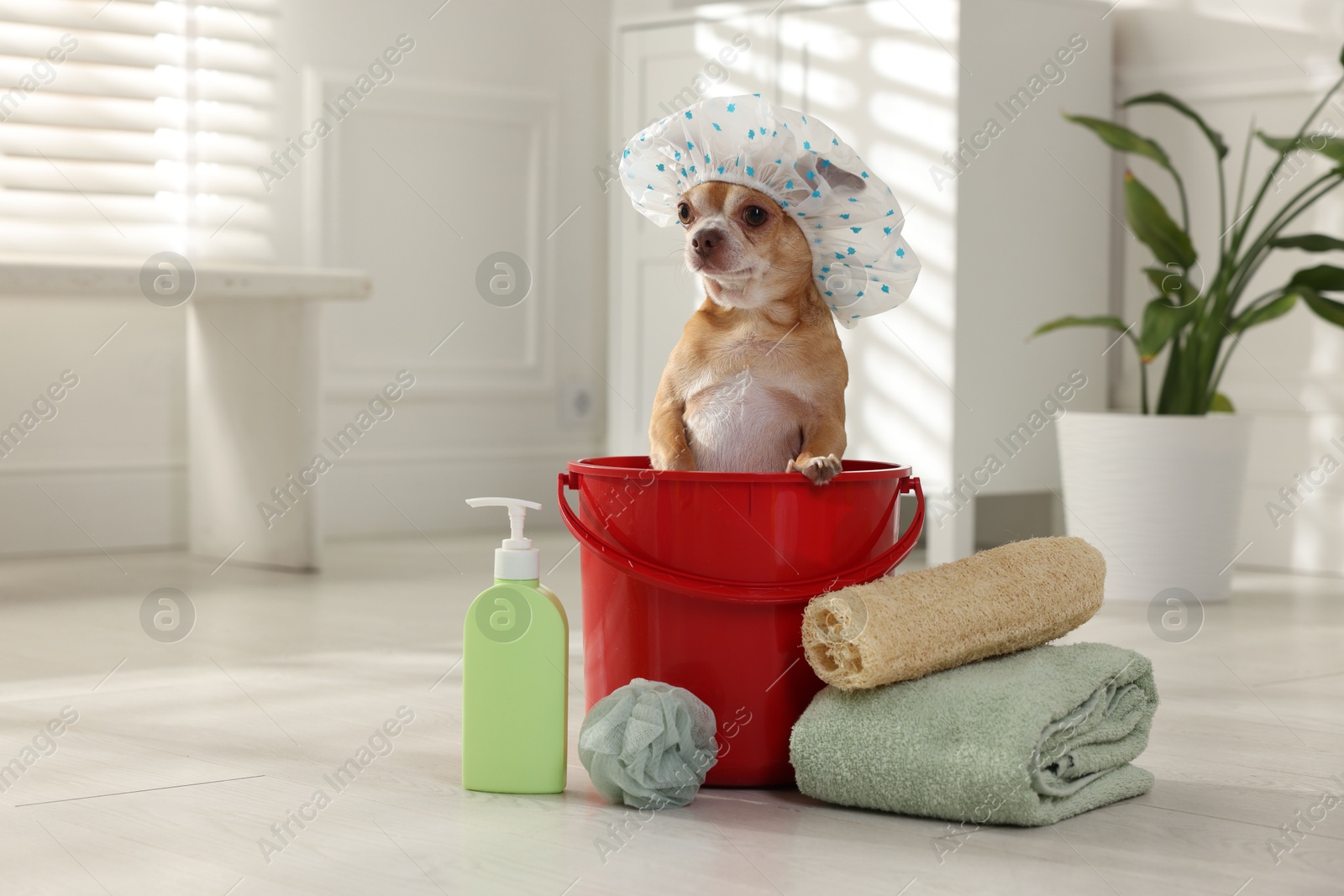 Photo of Cute funny dog with shower cap and different accessories for bathing at home