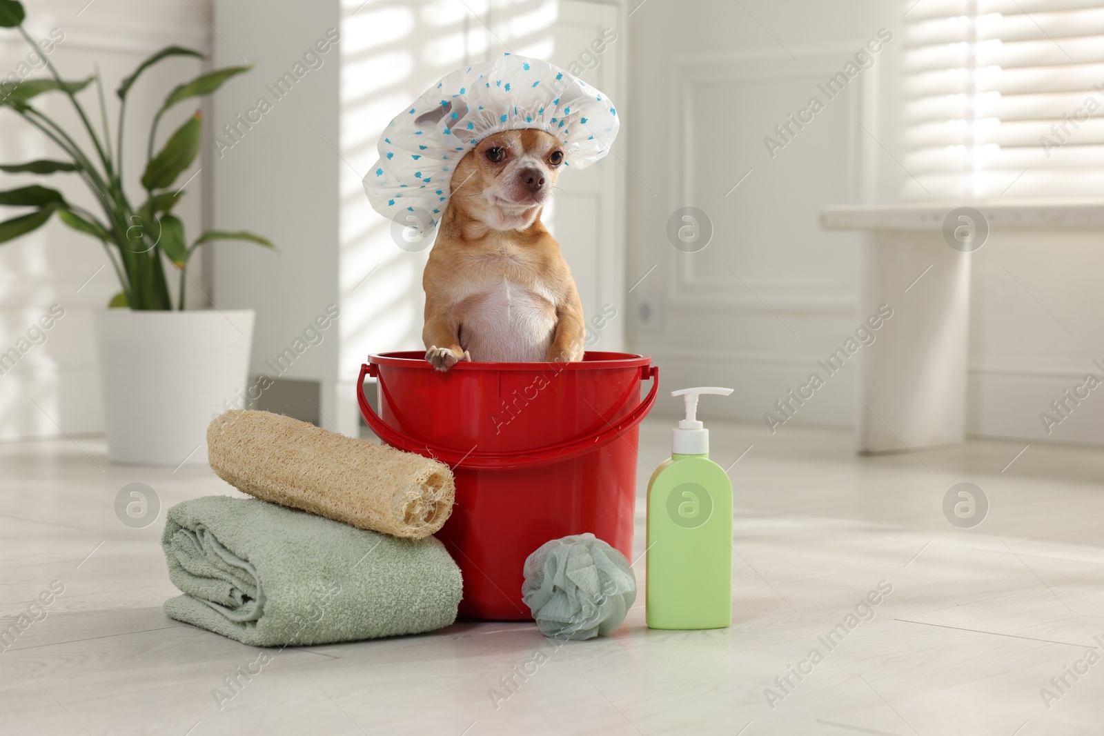 Photo of Cute funny dog with shower cap and different accessories for bathing at home