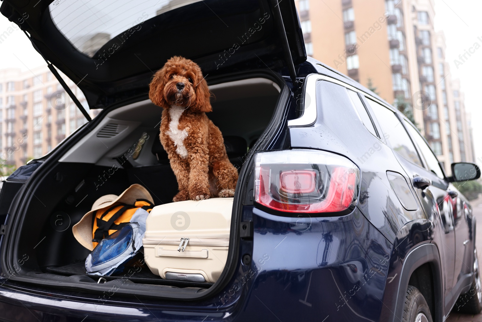 Photo of Cute Cavapoo dog with suitcase and other stuff in car trunk