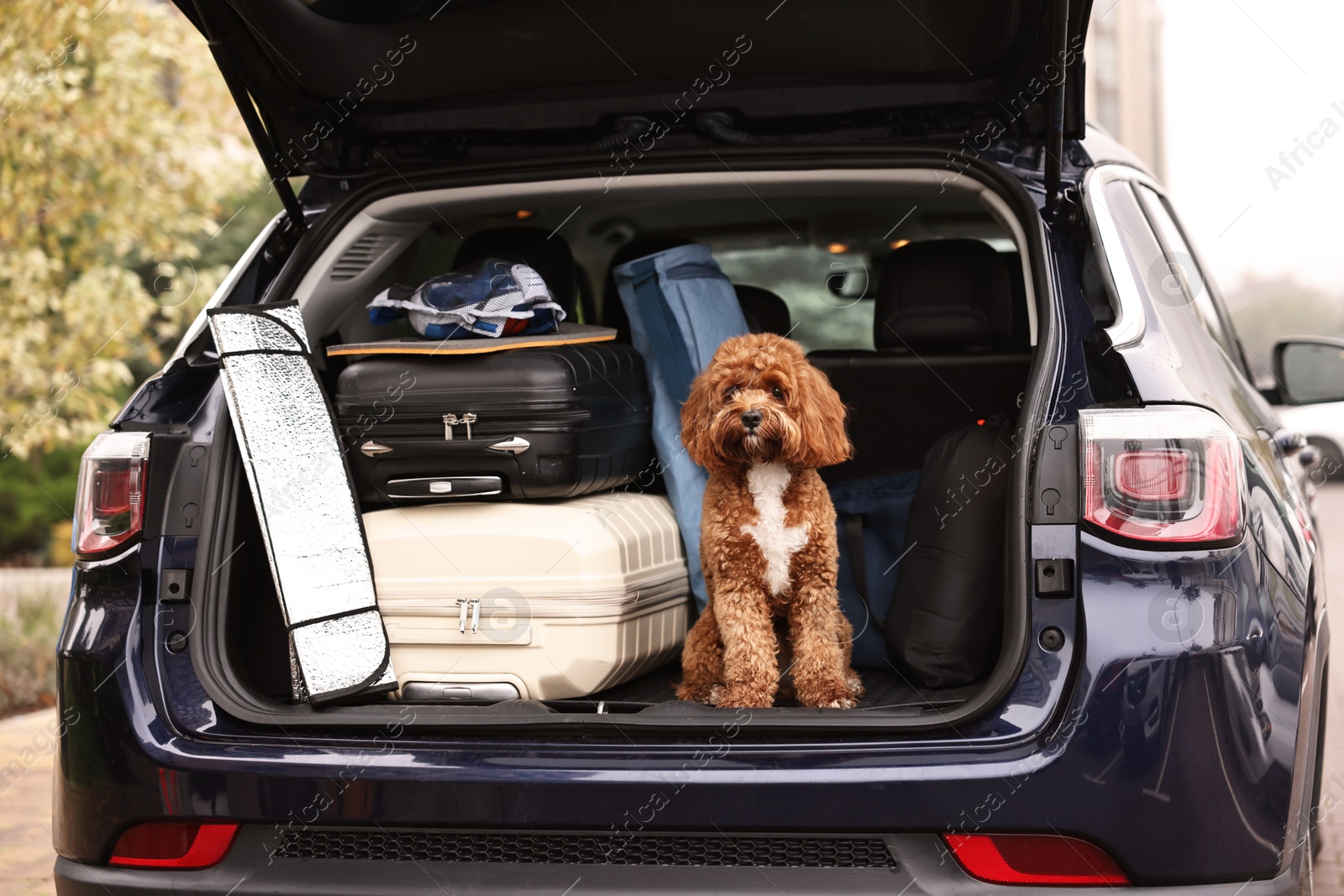 Photo of Cute Cavapoo dog with suitcases and other stuff in car trunk