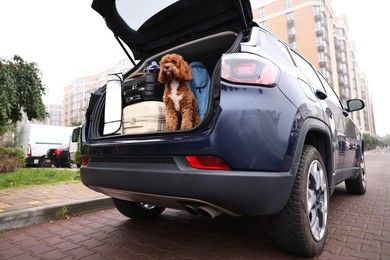 Photo of Cute Cavapoo dog with suitcases and other stuff in car trunk, low angle view