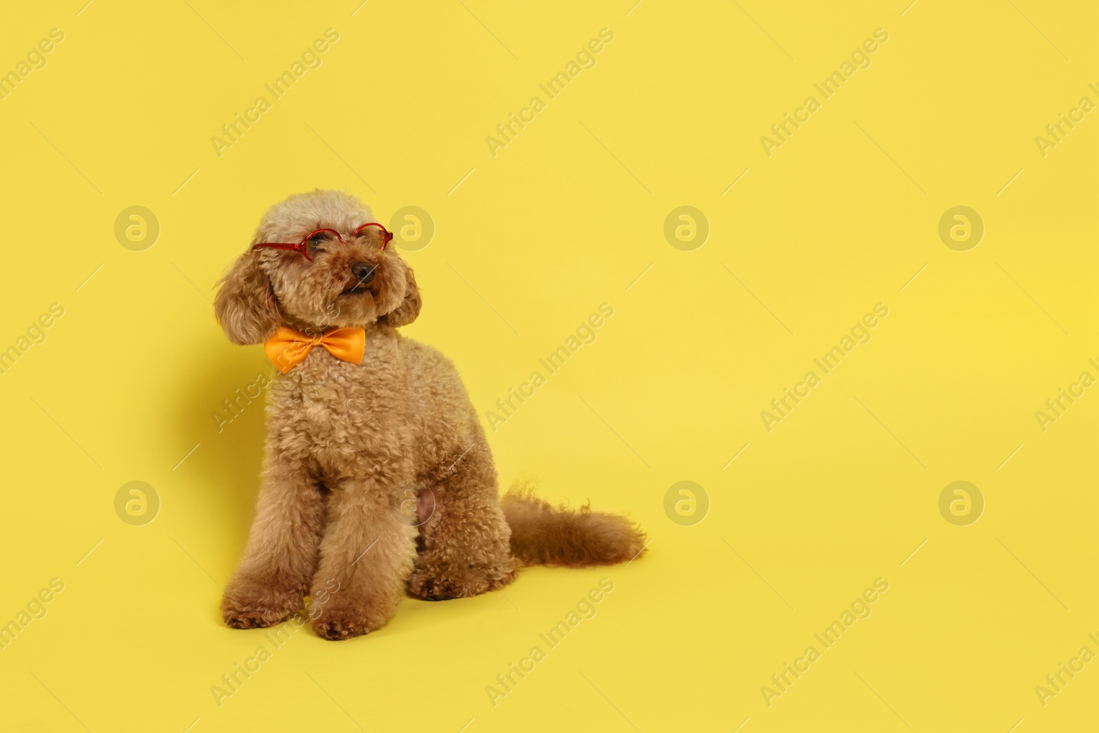 Photo of Cute Toy Poodle dog wearing bow tie and glasses on yellow background, space for text